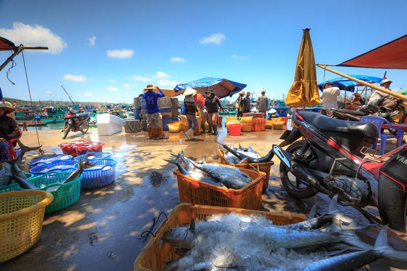 Fresh fish in iced crates at a bustling harbor market with motorbikes and vendors in Phu Quoc.
