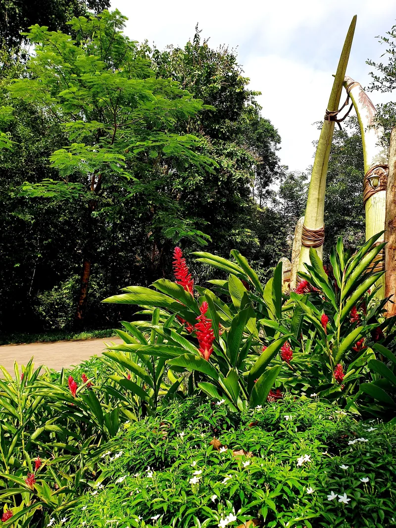 Red ginger flowers and lush tropical foliage line a garden path in Phu Quoc.