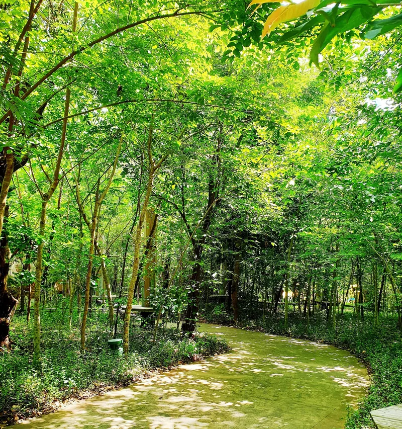 A shaded pathway winds through lush green forest on Phu Quoc island.