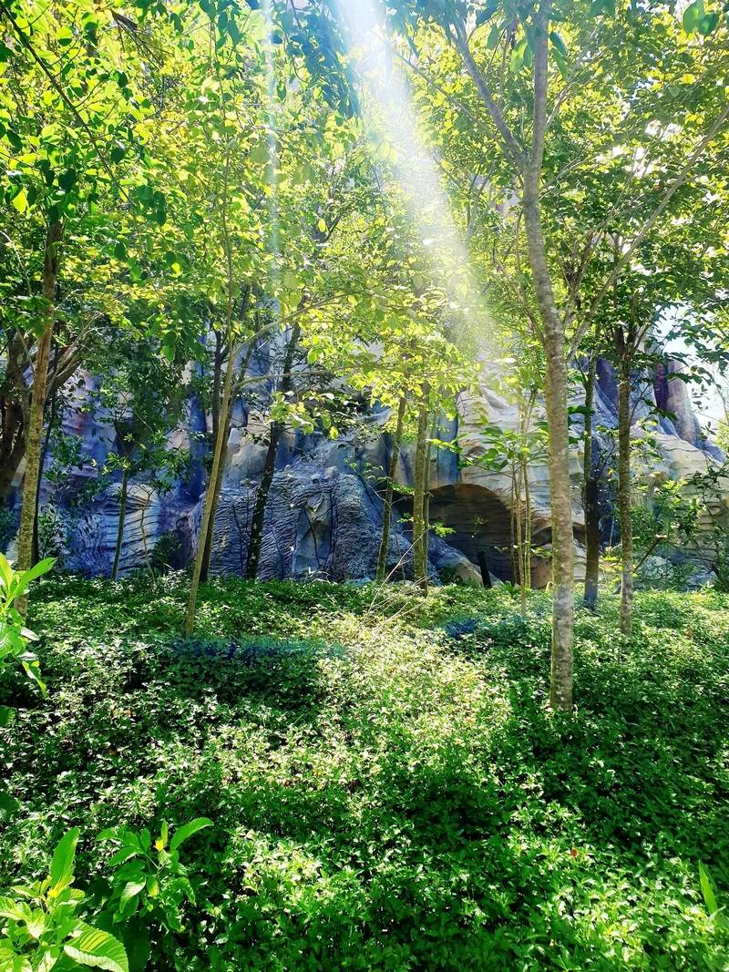 Sunlight filters through green trees onto a rocky cliff face in a lush forest in Phu Quoc.