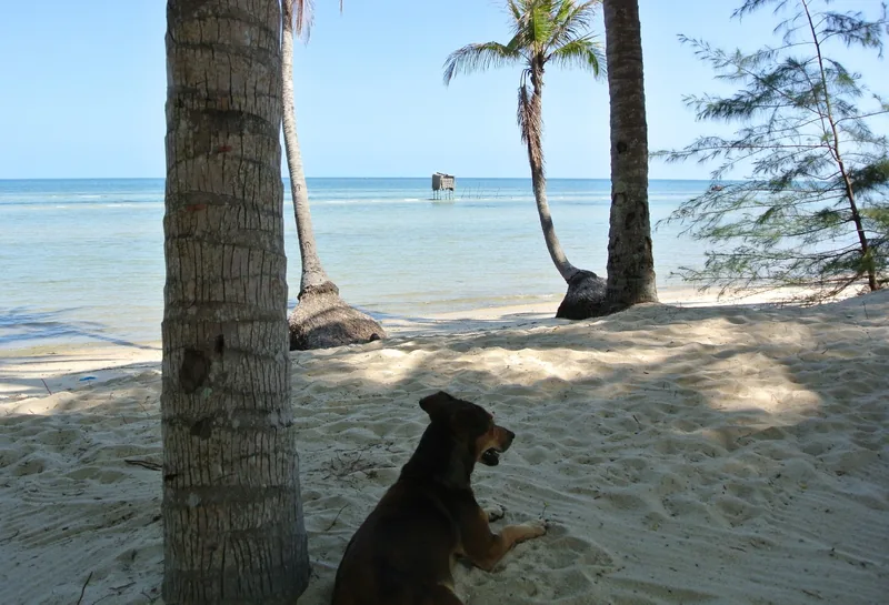 A dog rests under palm trees on a sandy beach near Ham Ninh, Phu Quoc, overlooking a stilt hut in the sea.